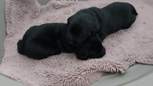 KC Registered Black Labrador Puppies, Now all reserved. for sale in Winsford, Cheshire