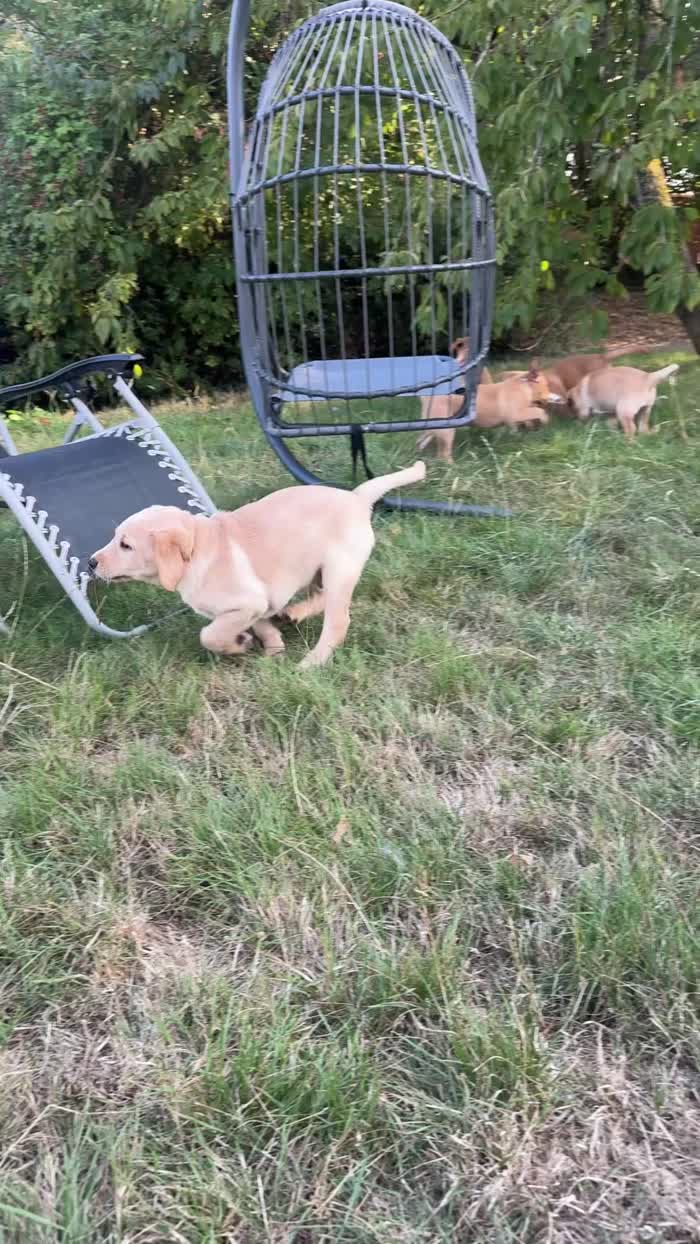Labrador Retriever puppies for sale in Herefordshire – KC registered, 10 weeks old