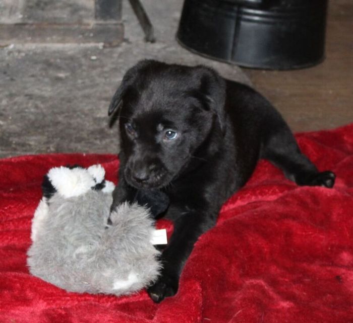 Labrador Retriever puppies for sale in Glendevon, Perth and Kinross – KC registered, 5 weeks old