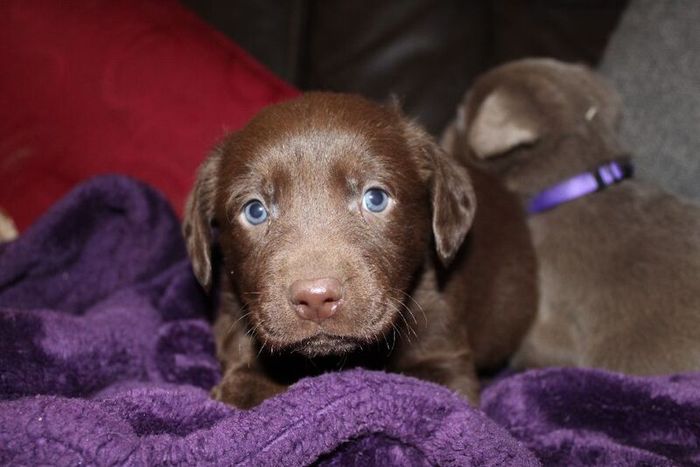 Labrador Retriever puppies for sale in Glendevon, Perth and Kinross – KC registered, 6 weeks old - Image 5 of 14