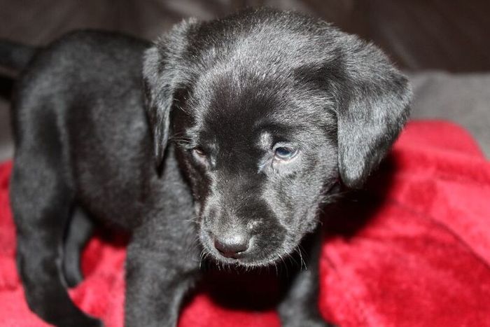 Labrador Retriever puppies for sale in Glendevon, Perth and Kinross – KC registered, 6 weeks old - Image 6 of 14