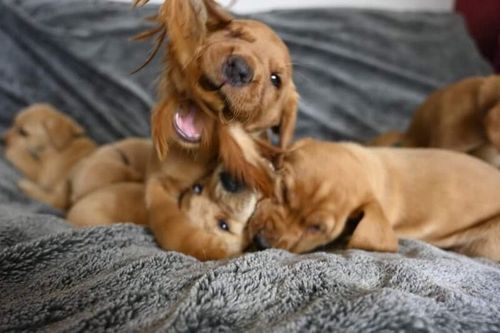 Kc registered Labrador puppies (redfox,yellow) for sale in West Lothian