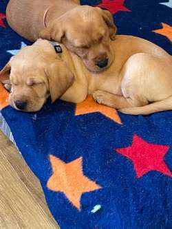 Kc registered Labrador puppies (redfox,yellow) for sale in West Lothian | Image 4