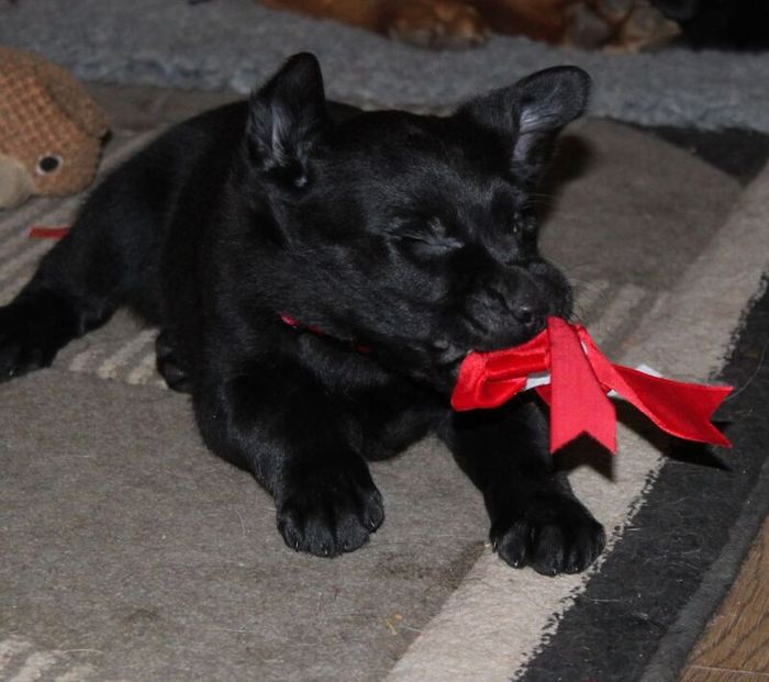 Labrador Retriever puppies for sale in Glendevon, Perth and Kinross – KC registered, 6 weeks old - Image 7 of 14