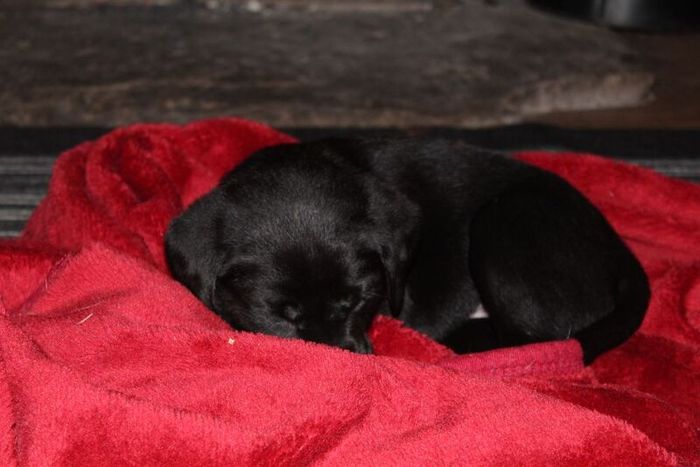 Labrador Retriever puppies for sale in Glendevon, Perth and Kinross – KC registered, 6 weeks old - Image 8 of 14