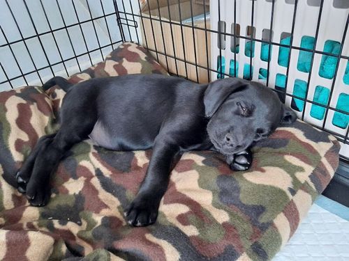 KC registered Labrador puppy for sale in Bilsthorpe, Nottinghamshire