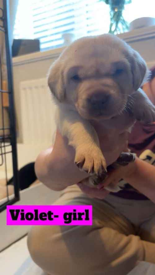 KC Registered Labrador Puppy's for sale in Ellesmere Port, Cheshire