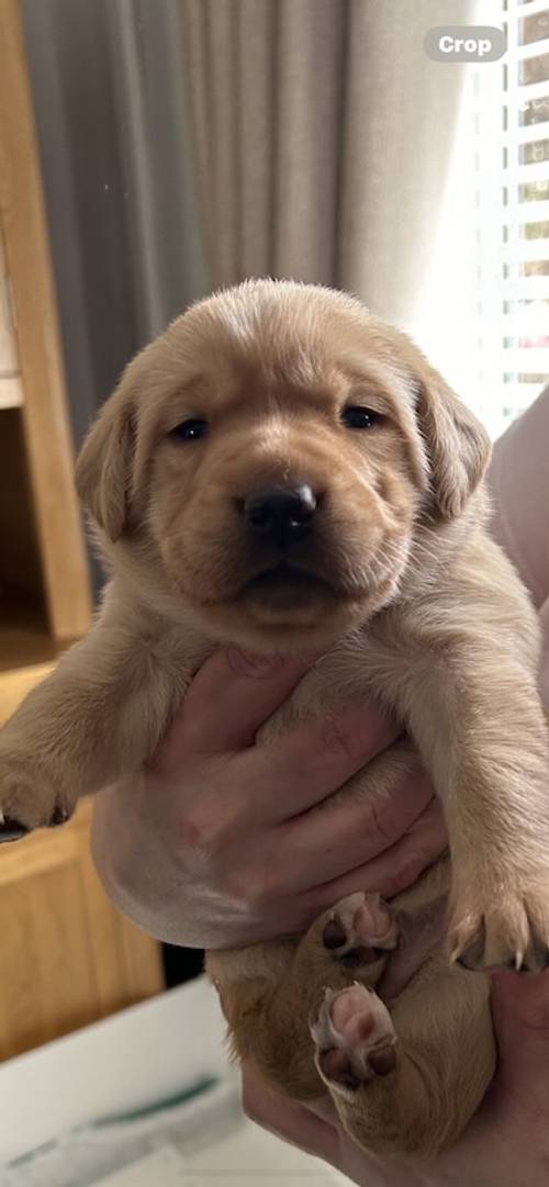 KC Registered Labrador Puppy's for sale in Ellesmere Port, Cheshire - Image 6