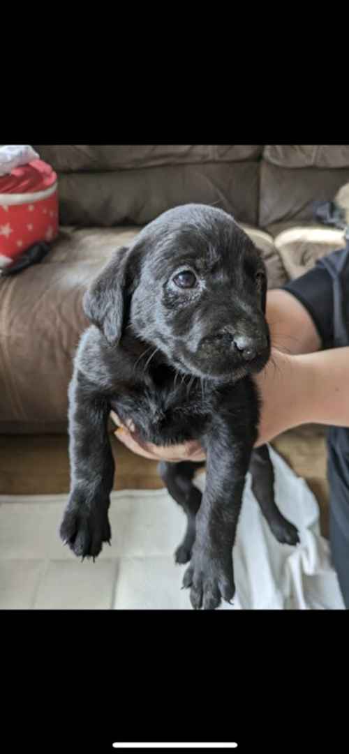 £850 Ono Available Now !! KC registered Labrador pups for sale in Rigg, Dumfries and Galloway