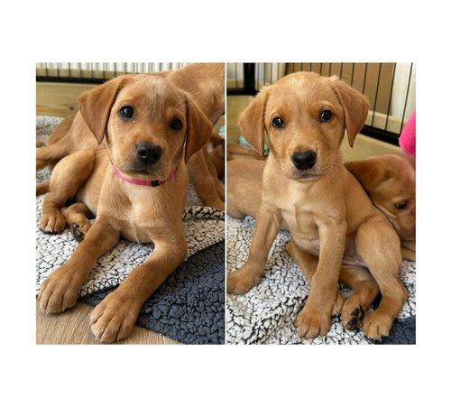 KC Registered Labrador pups. for sale in Ammanford / Rhydaman, Dyfed