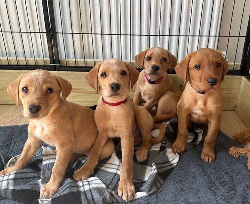 KC Registered Labrador pups. for sale in Ammanford / Rhydaman, Dyfed