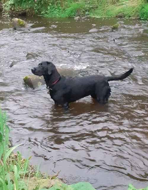 KC registered Labrador pups health tested parents for sale in Caterham, Surrey