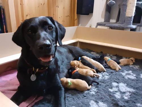 KC registered Labrador pups health tested parents for sale in Caterham, Surrey - Image 3