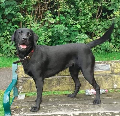 KC registered Labrador pups health tested parents for sale in Caterham, Surrey - Image 6