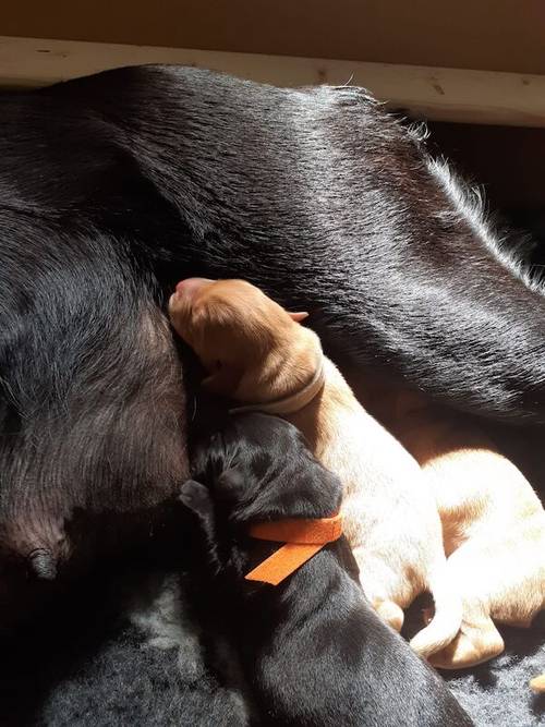 KC registered Labrador pups health tested parents for sale in Caterham, Surrey - Image 8