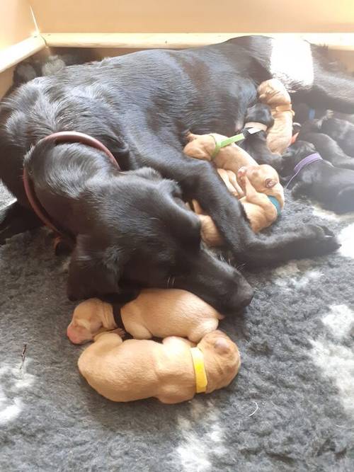 KC registered Labrador pups health tested parents for sale in Caterham, Surrey - Image 9