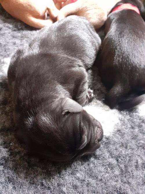 KC registered Labrador pups health tested parents for sale in Caterham, Surrey - Image 10