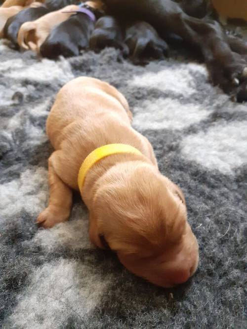 KC registered Labrador pups health tested parents for sale in Caterham, Surrey - Image 11