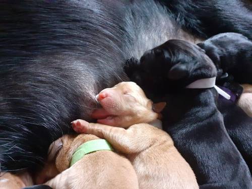 KC registered Labrador pups health tested parents for sale in Caterham, Surrey - Image 12