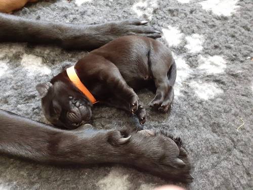 KC registered Labrador pups health tested parents for sale in Caterham, Surrey - Image 14