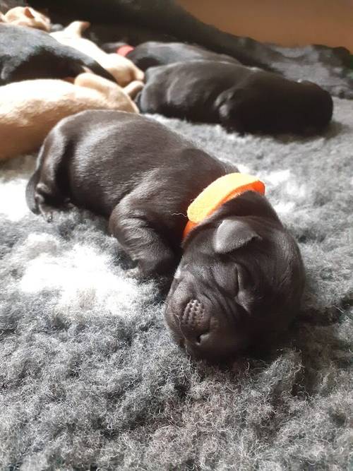 KC registered Labrador pups health tested parents for sale in Caterham, Surrey - Image 15