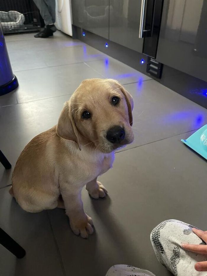 KC registered labrador retriever