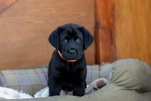KC Registered Labrador Retriever Puppies for sale in Ashford, Kent | Image 2