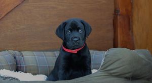 KC Registered Labrador Retriever Puppies for sale in Ashford, Kent | Image 3
