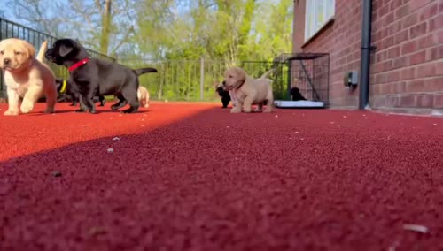 KC Registered Labrador Retriver Puppies for sale in Ashford, Kent