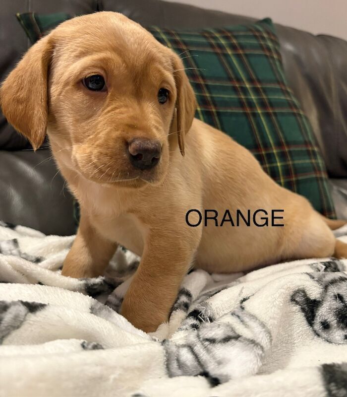 Labrador Retriever puppies for sale in Bacup, Lancashire – KC registered, 5 weeks old