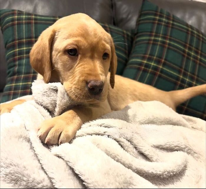Labrador Retriever puppies for sale in Bacup, Lancashire – KC registered, 7 weeks old