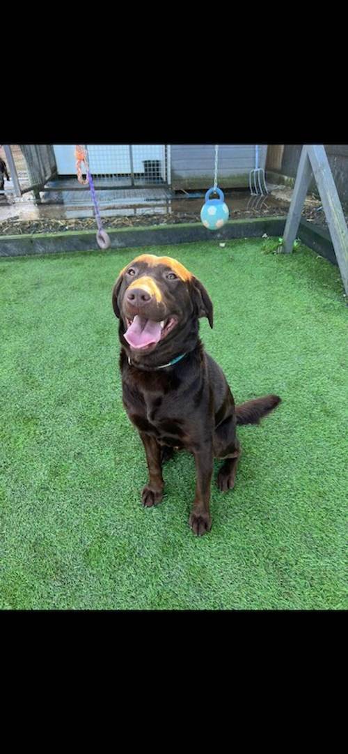 READY NOW 1 Kc registered Labrador male for sale in Worcestershire - Image 2