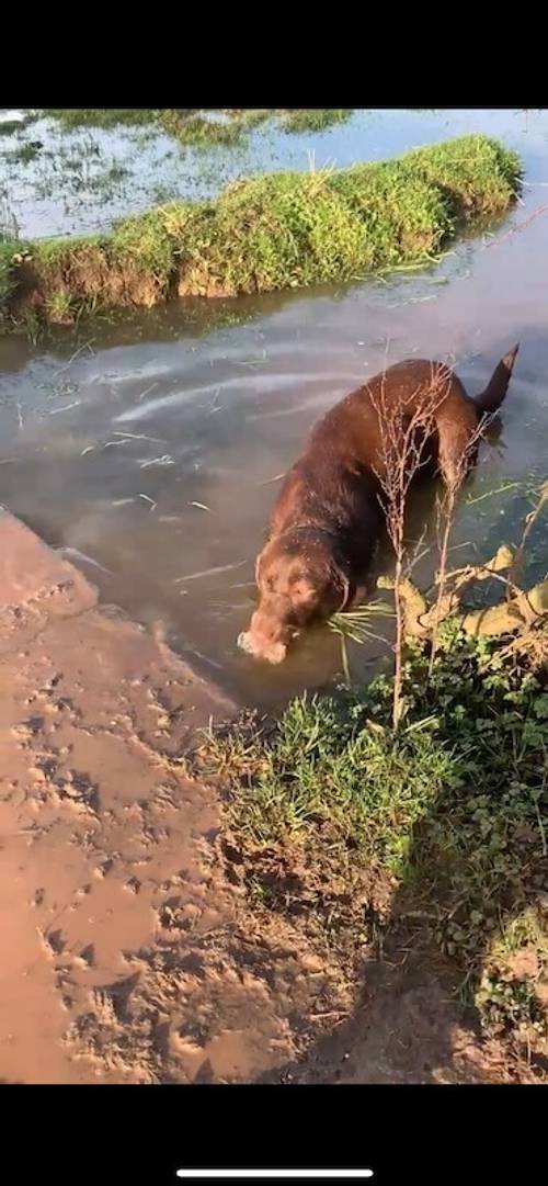 Kc registered Labradors for sale in Worcestershire - Image 5