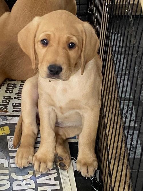 KC registered Labradors for sale in Crawley, West Sussex