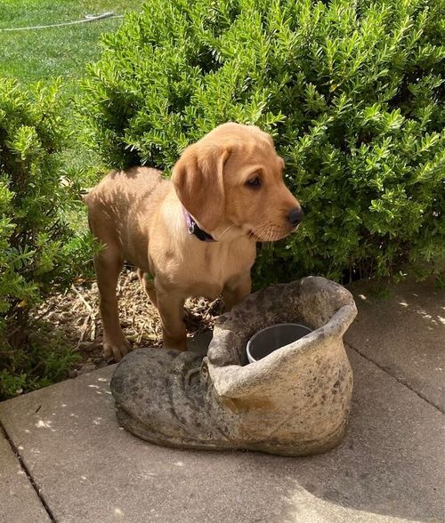 KC registered Labradors for sale in Crawley, West Sussex