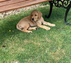 KC registered Labradors for sale in Crawley, West Sussex | Image 2