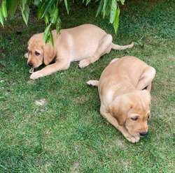 KC registered Labradors for sale in Crawley, West Sussex | Image 3