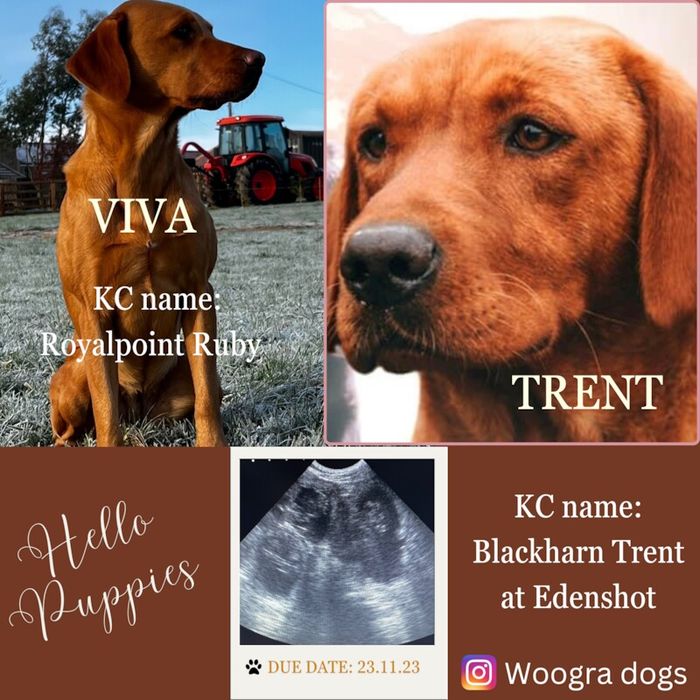 Labrador Retriever puppies for sale in Durham, Durham – KC registered, 2 years old - Image 1 of 11