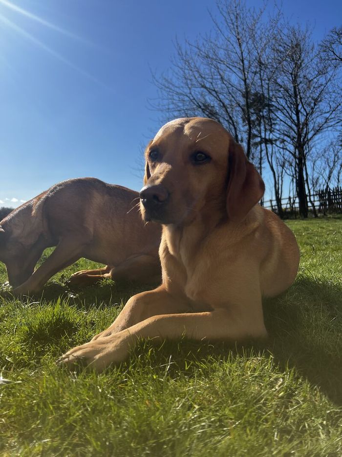 Labrador Retriever puppies for sale in Durham, Durham – KC registered, 2 years old - Image 2 of 11