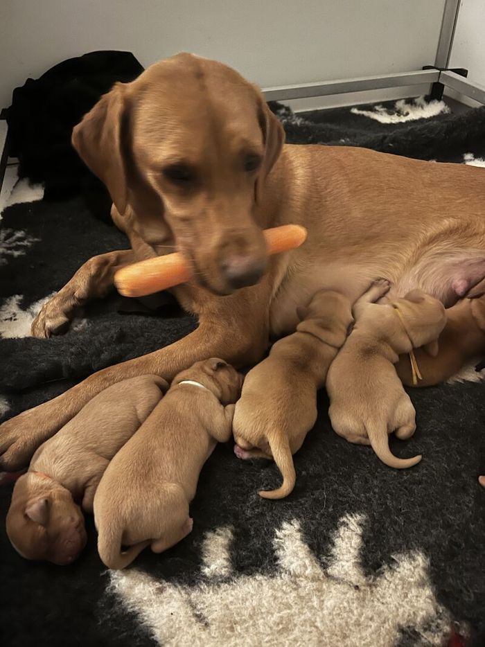 Labrador Retriever puppies for sale in Durham, Durham – KC registered, 2 years old - Image 5 of 11