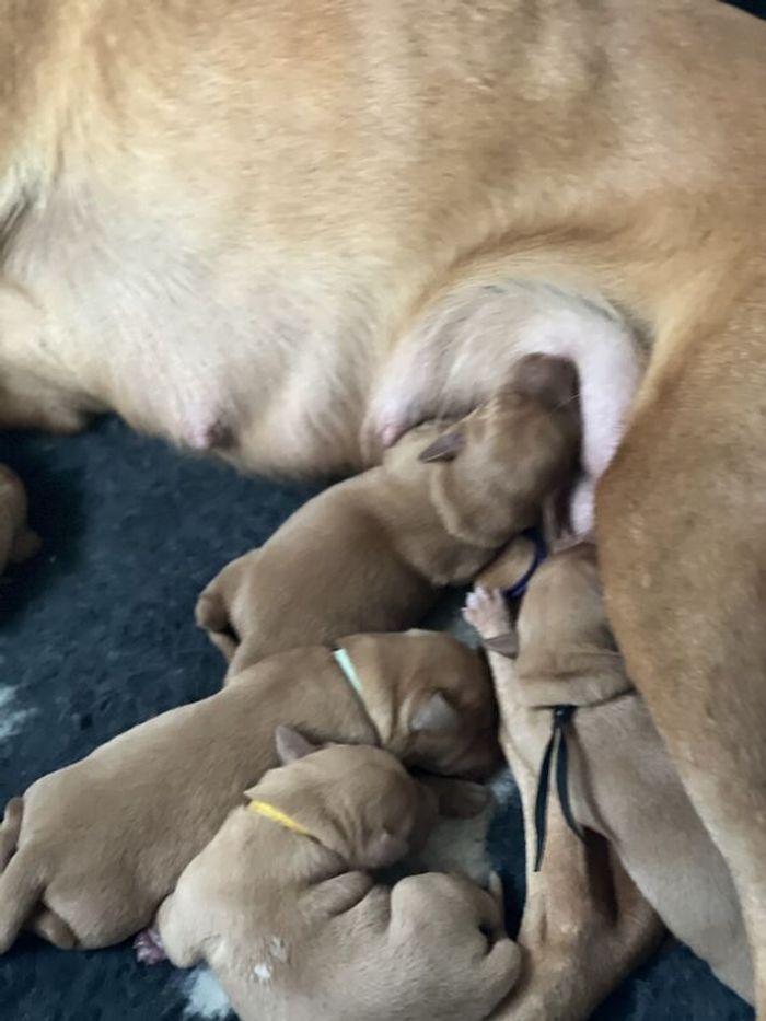 Labrador Retriever puppies for sale in Durham, Durham – KC registered, 2 years old - Image 6 of 11