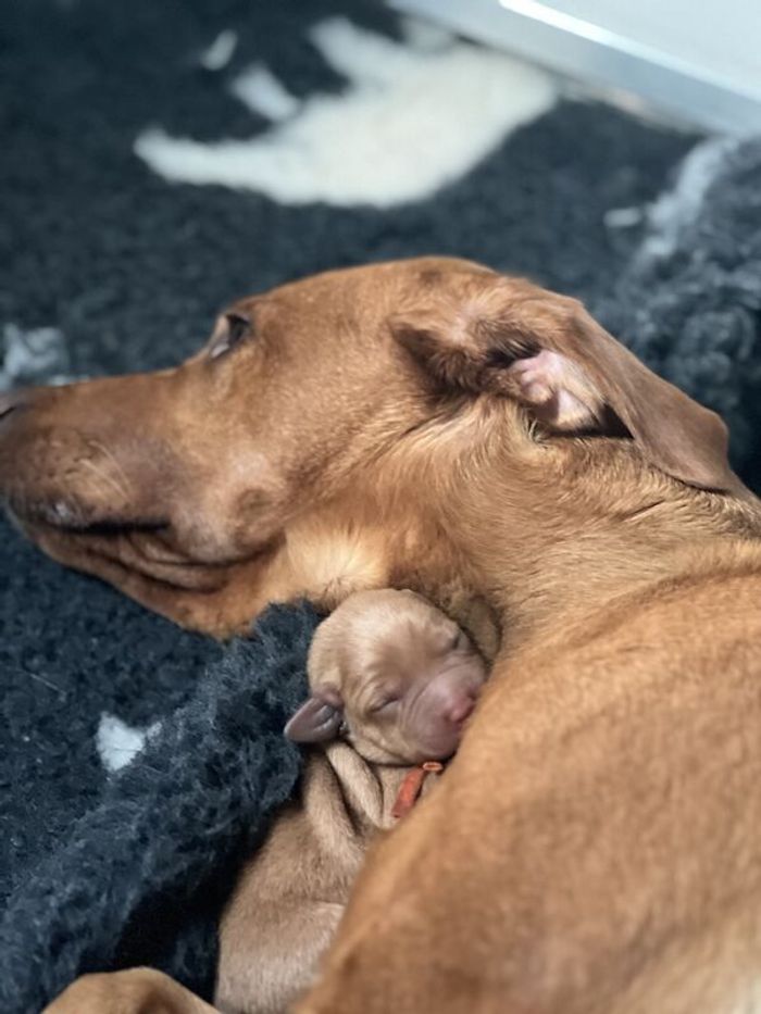 Labrador Retriever puppies for sale in Durham, Durham – KC registered, 2 years old - Image 7 of 11