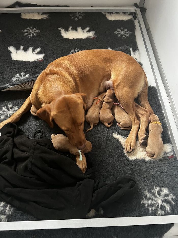 Labrador Retriever puppies for sale in Durham, Durham – KC registered, 2 years old - Image 8 of 11