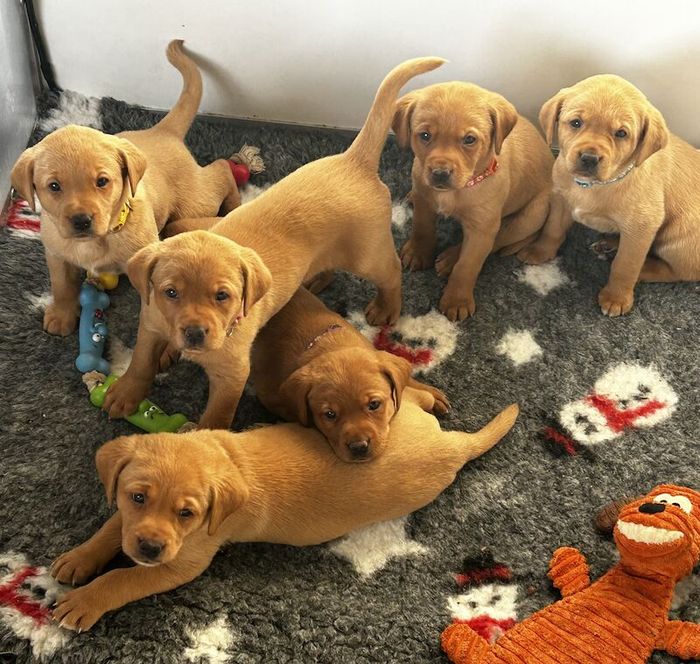 Labrador Retriever puppies for sale in Durham, Durham – KC registered, 2 years old - Image 9 of 11