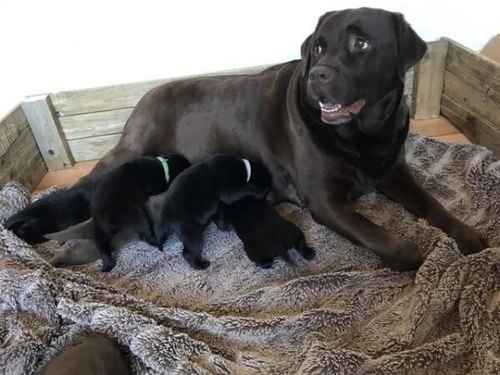 KC registered labrador black boy left, ready now for sale in Gwaenysgor, Flintshire