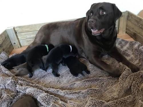 KC registered labrador black boy left, ready now for sale in Gwaenysgor, Flintshire - Image 1