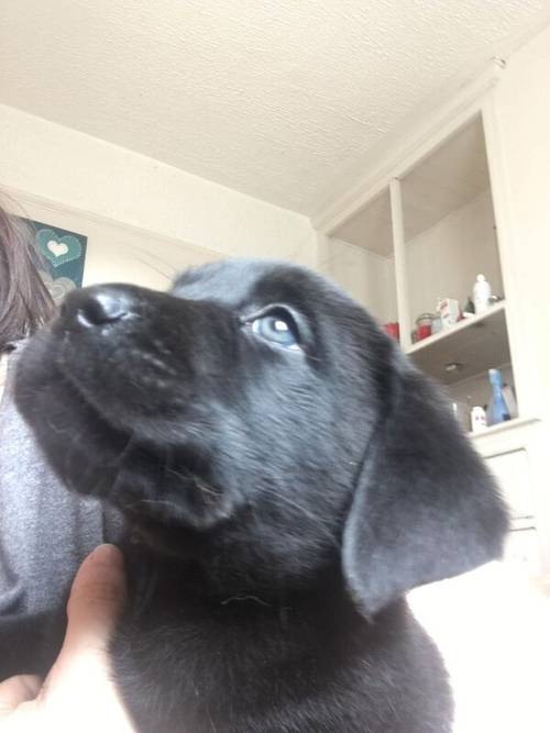 KC registered labrador black boy left, ready now for sale in Gwaenysgor, Flintshire - Image 2