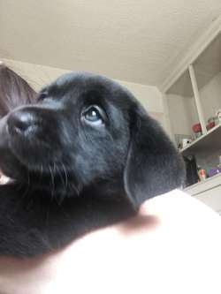 KC registered labrador black boy left, ready now for sale in Gwaenysgor, Flintshire | Image 3
