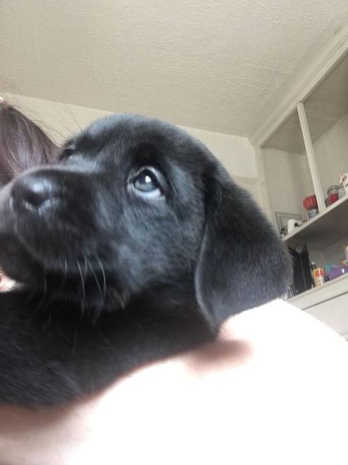 KC registered labrador black boy left, ready now for sale in Gwaenysgor, Flintshire - Image 3