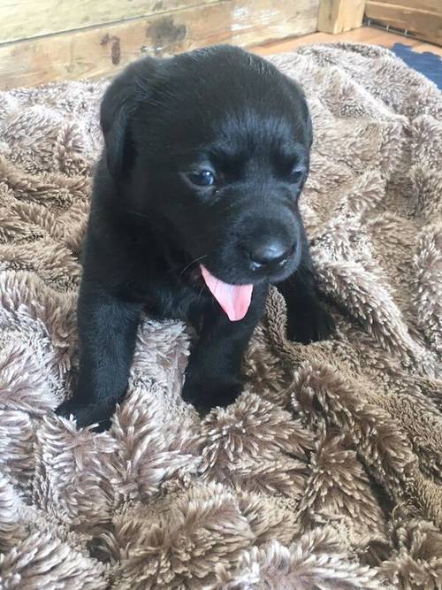 KC registered labrador black boy left, ready now for sale in Gwaenysgor, Flintshire - Image 6